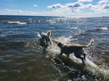 PHOEBELOUIE, Hund, Golden Retriever in Rostock - Bild 2