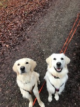 PHOEBELOUIE, Hund, Golden Retriever in Rostock - Bild 3