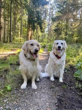 PHOEBELOUIE, Hund, Golden Retriever in Rostock - Bild 4