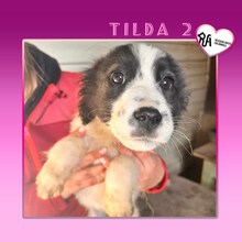 TILDA2, Hund, Mischlingshund in Bulgarien - Bild 1