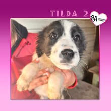 TILDA2, Hund, Mischlingshund in Bulgarien - Bild 10