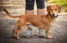 MAXIKS237, Hund, Dackel-Mischling in Slowakische Republik - Bild 1