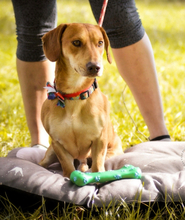 MAXIKS237, Hund, Dackel-Mischling in Slowakische Republik - Bild 2