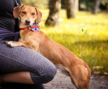 MAXIKS237, Hund, Dackel-Mischling in Slowakische Republik - Bild 3