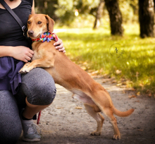 MAXIKS237, Hund, Dackel-Mischling in Slowakische Republik - Bild 4