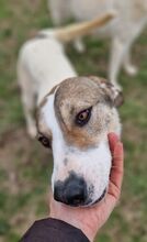 NORALYNN, Hund, Mischlingshund in Griechenland - Bild 2