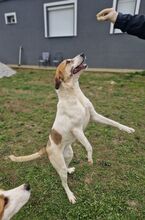 NORALYNN, Hund, Mischlingshund in Griechenland - Bild 3