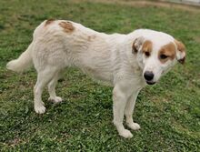 SNOWWHITE, Hund, Mischlingshund in Griechenland - Bild 2