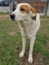 SNOWWHITE, Hund, Mischlingshund in Griechenland - Bild 3