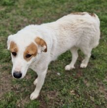 SNOWWHITE, Hund, Mischlingshund in Griechenland - Bild 4