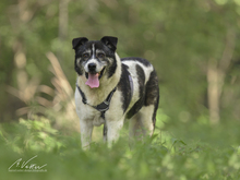 LIANA, Hund, Mischlingshund in Rostock - Bild 1