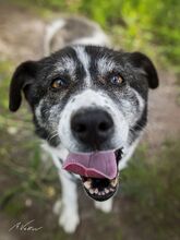 LIANA, Hund, Mischlingshund in Rostock - Bild 2