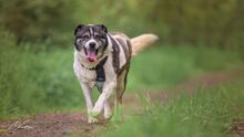 LIANA, Hund, Mischlingshund in Rostock - Bild 3