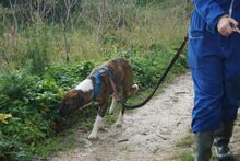 BRANDON, Hund, Mischlingshund in Italien - Bild 11