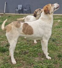 BETTYALISA, Hund, Mischlingshund in Griechenland - Bild 2