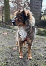 FALCO, Hund, Mischlingshund in Grevenbroich - Bild 2