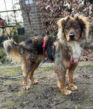 FALCO, Hund, Mischlingshund in Grevenbroich - Bild 4