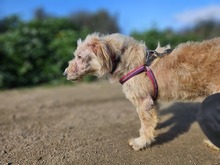 SAM, Hund, Mischlingshund in Italien - Bild 3