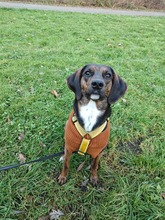 BIM, Hund, Mischlingshund in Karlsruhe