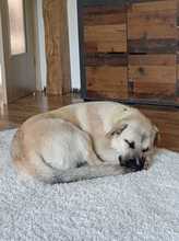 KNUT, Hund, Kangal in Walchum - Bild 1