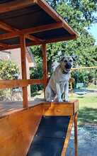 KNUT, Hund, Kangal in Walchum - Bild 2