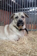 KNUT, Hund, Kangal in Walchum - Bild 3