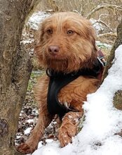 ANTON, Hund, Mischlingshund in Greußen - Bild 1