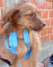 ANTON, Hund, Mischlingshund in Greußen - Bild 10