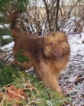 ANTON, Hund, Mischlingshund in Greußen - Bild 2