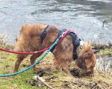 ANTON, Hund, Mischlingshund in Greußen - Bild 4