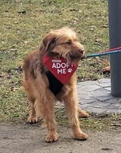 ANTON, Hund, Mischlingshund in Greußen - Bild 6