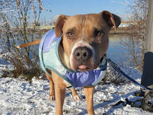 SNOOPY, Hund, American Staffordshire Terrier-Mix in Hamburg - Bild 5