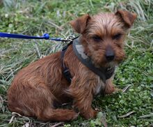 DOBBY, Hund, Mischlingshund in Ungarn - Bild 2