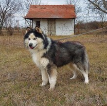 LOGAN, Hund, Alaskan Malamute in Ungarn - Bild 1