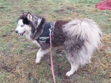 LOGAN, Hund, Alaskan Malamute in Ungarn - Bild 2