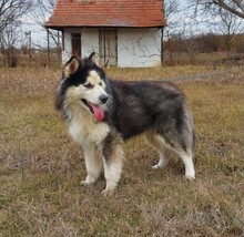 LOGAN, Hund, Alaskan Malamute in Ungarn - Bild 3