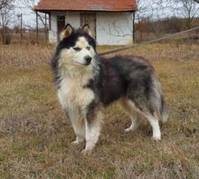 LOGAN, Hund, Alaskan Malamute in Ungarn - Bild 4