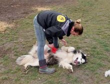 LOGAN, Hund, Alaskan Malamute in Ungarn - Bild 6