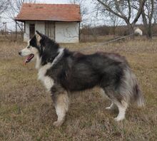 LOGAN, Hund, Alaskan Malamute in Ungarn - Bild 7