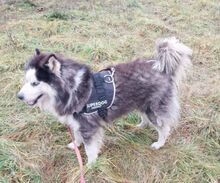 LOGAN, Hund, Alaskan Malamute in Ungarn - Bild 8