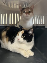 PLÜSCHE, Katze, Hauskatze in Ungarn - Bild 2