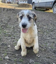 FANNI, Hund, Terrier-Mix in Ungarn - Bild 1