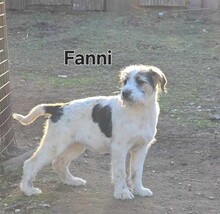 FANNI, Hund, Terrier-Mix in Ungarn - Bild 2