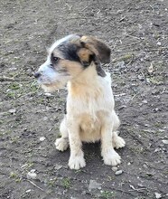 FANNI, Hund, Terrier-Mix in Ungarn - Bild 3