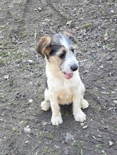 FANNI, Hund, Terrier-Mix in Ungarn - Bild 4