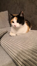 PETITE, Katze, Hauskatze in Ungarn - Bild 3