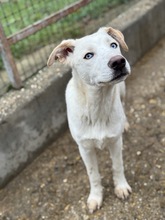 ATARI, Hund, Mischlingshund in Ungarn - Bild 1