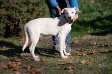 ATARI, Hund, Mischlingshund in Ungarn - Bild 11