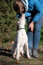 ATARI, Hund, Mischlingshund in Ungarn - Bild 12