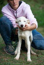 ATARI, Hund, Mischlingshund in Ungarn - Bild 14